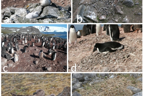 Miejsca zbioru prób: A, B - petrelec olbrzymi, C, D - pingwin białooki, E, F - wydrzyk antarktyczny (fot. D.J. Gwiazdowicz)