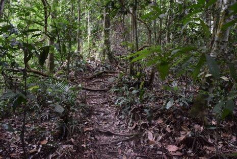 Tropikalny las dwuskrzydlcowy Indonezja. Fot. Blanka Wiatrowska