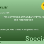 Transformation of Wood after Processing and Modification