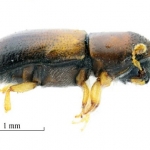 Ilustracja przedstawia kornika Gnathotrichus materiarius
