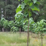 Plantacja paulowni
