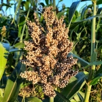 Kłos sorgo