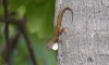 Anolis disticus    fot. K. Sycz