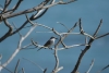 Tyran szary Tyrannus dominicensis   Fot. K. Sycz