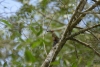 Dzięciur płowy (Melamerpes striatus)  fot. K. Sycz