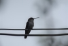 Trochilidae    fot. K. Sycz