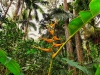 Helikonia - Heliconia spp_
