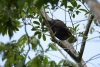 Cathartes aura