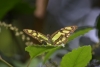 Siproeta stelenes
