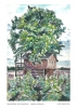 Ewa Łodyga